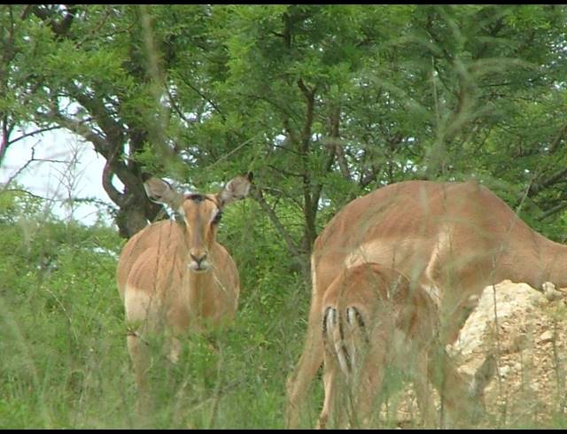 2,000HA FARM FOR SALE IN ESTCOURT RURAL